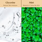 Alchemy By Aureana Multi-Molecular Hyaluronic Acid Cream Deep Hydration & Skin Brightening Moisturizer with Vitamin C & E | 45g